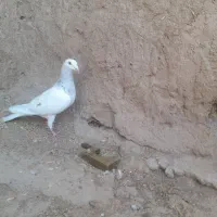 کفتر ماده|پرنده|نیشابور, مازول|دیوار