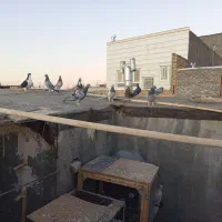 سلام 16حیون پرشی به زمانت حیوان شب روز ندارن|پرنده|تربت‌حیدریه, ده پائین|دیوار