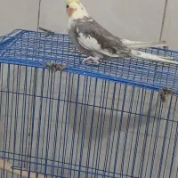 فروش عروس هلندی فول دستی