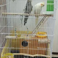 عروس هلندی|پرنده|ری, شهرک نظامی|دیوار