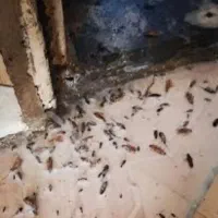 سم پاشی  در تهران و حومه ..