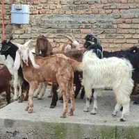 ۱۰ راس بزغاله چاق نر هم گوشتی هم داشتی|حیوانات مزرعه|آق قلا, |دیوار