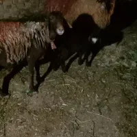 میش بره داره بی بره بزقو چ