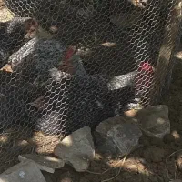 خروس امروک ۱۰ ماهه