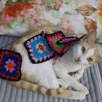 واگذاری بچه گربه بسیار مهربون