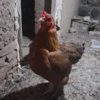 مرغ تخم گذار