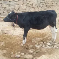 گوساله|حیوانات مزرعه|ایذه, |دیوار