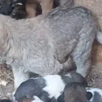 ناب سراب|سگ|تبریز, |دیوار