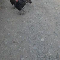 بوقلمون