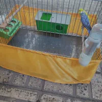 یک جفت مرغ عشق سالم سرحال با قفس لوازم|پرنده|تهران, شکوفه (عبدل آباد)|دیوار