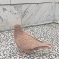 کبوتر ماده دومیلیون تومان