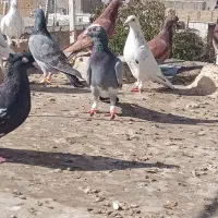 کبوتر پرشی|پرنده|الوند, |دیوار