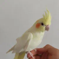 یک جفت عروس هلندی|پرنده|آباده, |دیوار