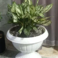 گل گلدان