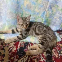 بچه گربه توضیحات بخوانید|گربه|بندر کنگان, |دیوار