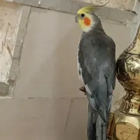 عروس هلندی گم شده محدوده بازار ،جوجه داره