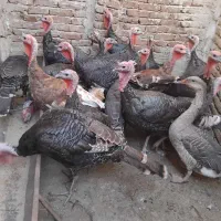 هفده،عددبوقلمون،فروشی