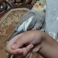 عروس هلندی نر یکساله|پرنده|تهران, نیکنام|دیوار