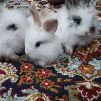 بچه خرگوش لپ پشمالو زیبا خوشگل