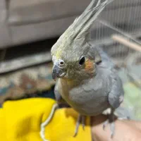 عروس هلندی|پرنده|بومهن, |دیوار