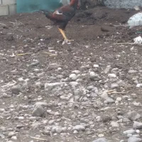 خروس لاری|حیوانات مزرعه|مزرعه کتول, |دیوار