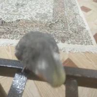 عروس هلندی گم شده|پرنده|خواف, |دیوار