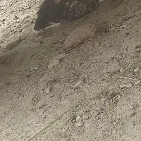 جوجه لاری دو رگ