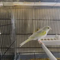 قناری جفت آماده|پرنده|قشم, |دیوار