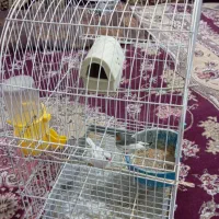 جفت نرماده فنچ