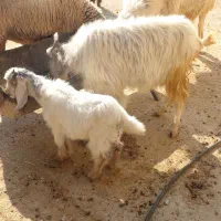 بز کهره|حیوانات مزرعه|کازرون, |دیوار