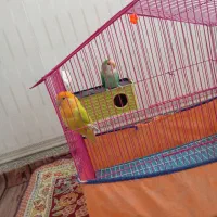 طوطی برزیلی سخنگو