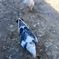 جفت ابلغ نرو ماده|پرنده|مینودشت, |دیوار