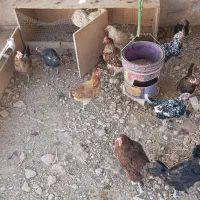 مرغ و خروس|حیوانات مزرعه|ری, علایین|دیوار