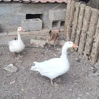 قو غاز ماده تخم گذار