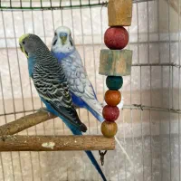 دو عدد مرغ عشق نر|پرنده|گلوگاه بابل (گلیا), |دیوار