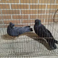 کفتر ذاغ ابادانی چش نوک سفید|پرنده|ماهدشت, |دیوار