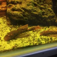 جفت پیش مولد کت رد ماربل سوپر باله|ماهی|مشهد, تربیت (صدف)|دیوار