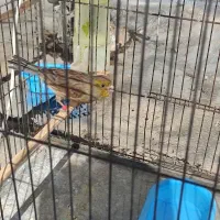 ماده یاسمین و قناری