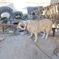 واگذاری سگ نگهبان