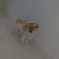 تولهٔ سگ