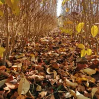 فروش نهال های قندار|گل و گیاه طبیعی|مریوان, |دیوار