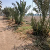 نخل درگمبوعه بزرگ