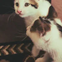 واگذاری رایگان بچه گربه دو ماهه سالم|گربه|شاندرمن, |دیوار