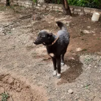 سگ نگهبان .سگ گله