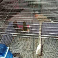 فروش قناری مولد به قیمت دو جفت با سه عدد جوجه