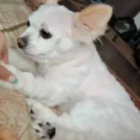 گمشده