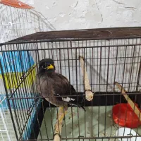 مرغ مینا و طوطی