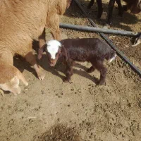 بره شیری|حیوانات مزرعه|تربت جام, جامرود|دیوار