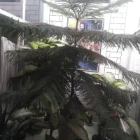فروش گل مطبق