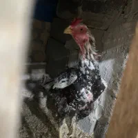 خروس لاری|حیوانات مزرعه|اشنویه, |دیوار